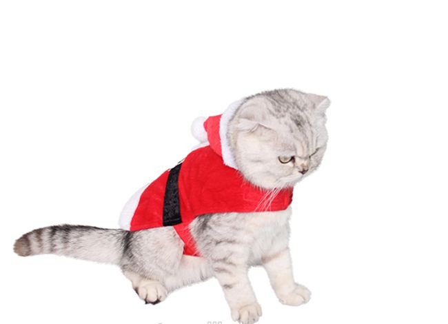 Christmas clothes for cat